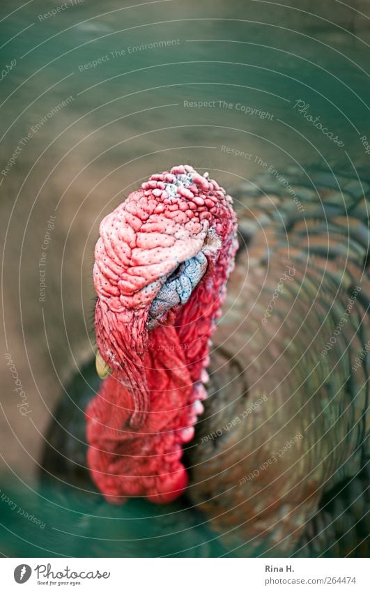 Ein Truthahn namens Mathilde Tier Haustier Nutztier Vogel 1 hässlich mehrfarbig rot Federvieh Pute Farbfoto Außenaufnahme Menschenleer Schwache Tiefenschärfe