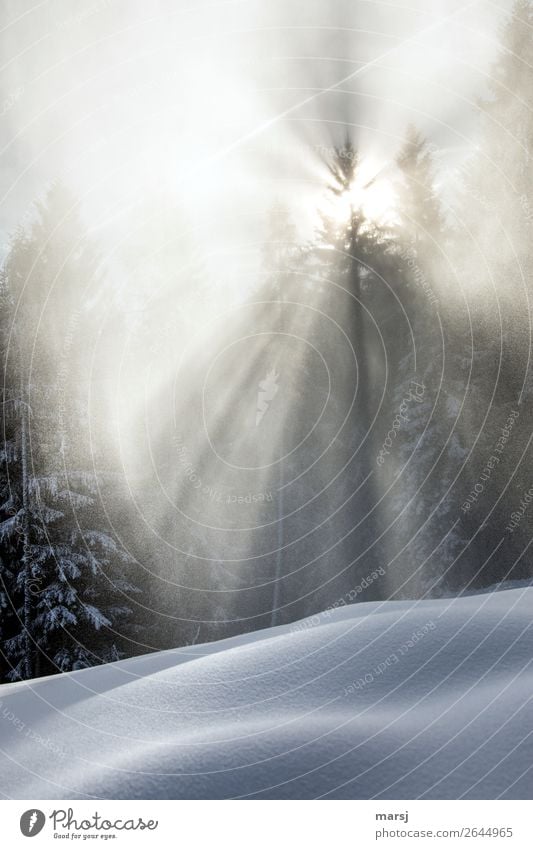 Strahlender Tagesbeginn harmonisch Wohlgefühl Winter Schnee Winterurlaub Natur Nebel Eis Frost Schneefall leuchten Schneelandschaft Durchbruch Farbfoto