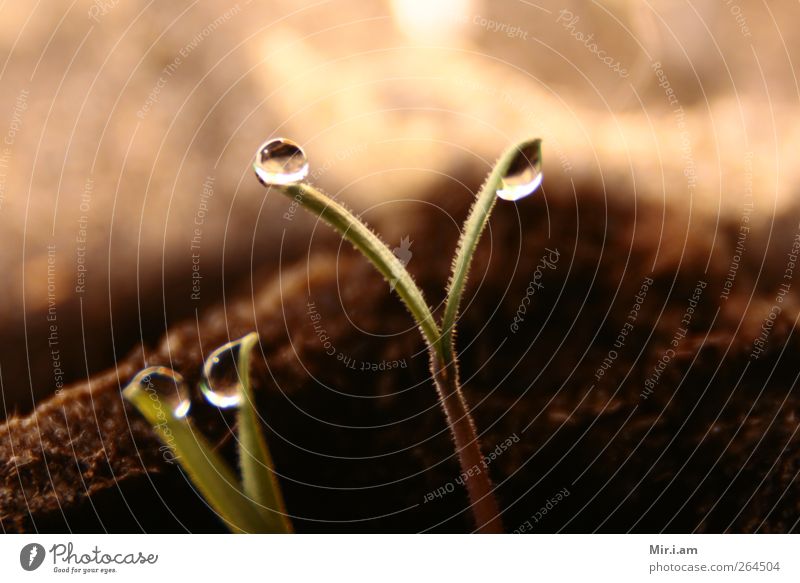 Frühlingserwachen Natur Pflanze Erde Wassertropfen Schönes Wetter Gras Blatt Grünpflanze Garten Park Feld Wachstum ästhetisch authentisch glänzend Glück braun