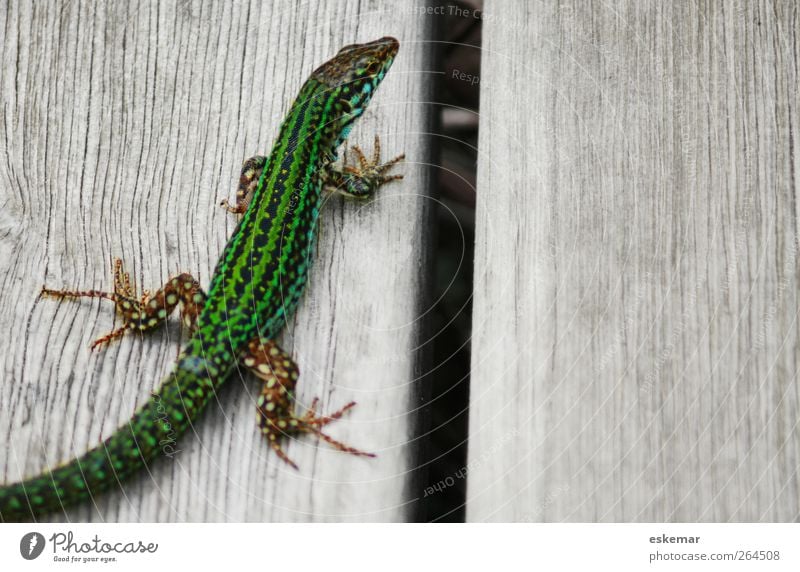 Eidechse Natur Tier Wildtier Echte Eidechsen Reptil 1 ästhetisch authentisch exotisch nah Neugier oben schön wild grün Holz Holzbrett Boden Formentera Spanien