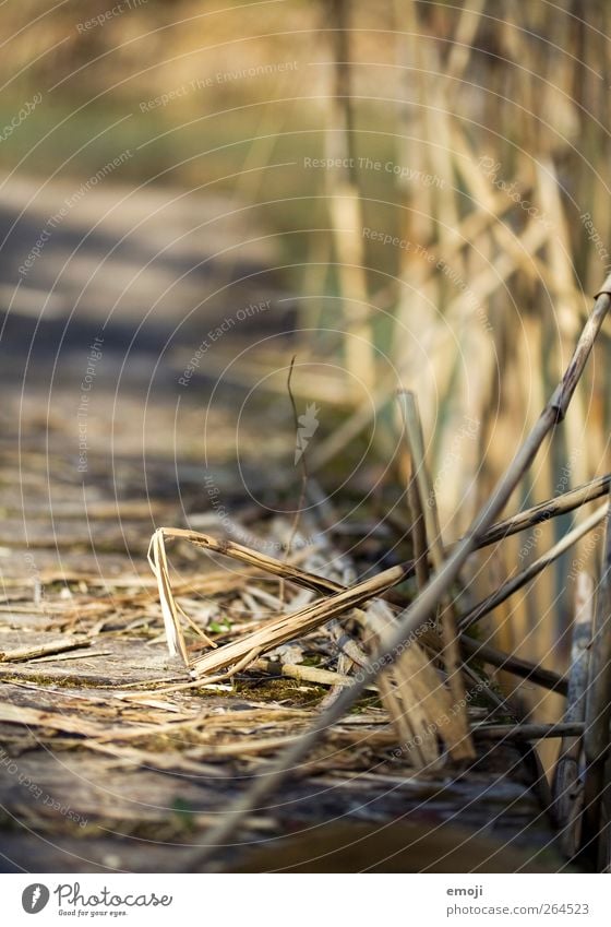 länger hell Umwelt Natur Sommer Schönes Wetter Dürre Sträucher Seeufer natürlich Steg Holz Bambus Bambusrohr Bambushalm Schilfrohr Farbfoto Außenaufnahme