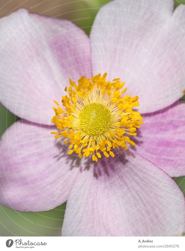 Detailaufnahme einer Herbst-Anemone Natur Pflanze Sonnenlicht Sommer Schönes Wetter Blume Blüte Anemonen Herbstanemone Garten Blühend Duft leuchten ästhetisch