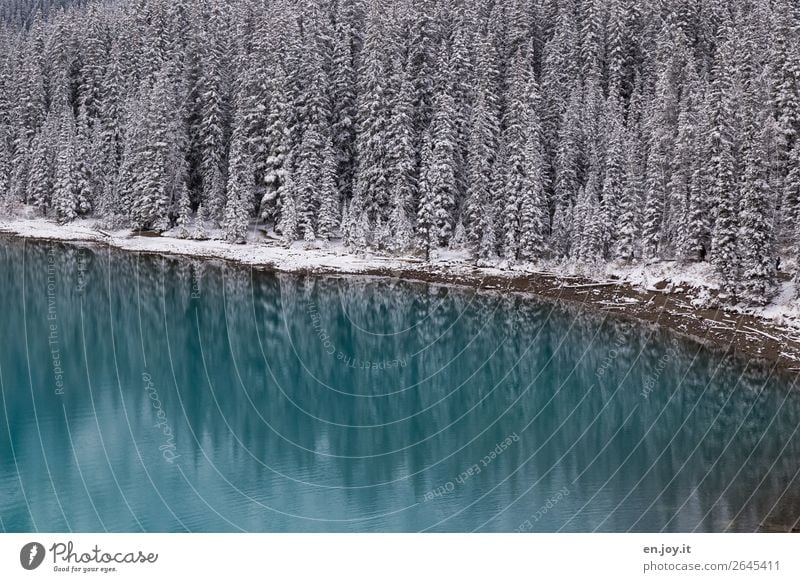 Gepudert Ferien & Urlaub & Reisen Ausflug Expedition Winter Schnee Winterurlaub Natur Landschaft Wald Seeufer Moraine Lake außergewöhnlich türkis kalt Klima