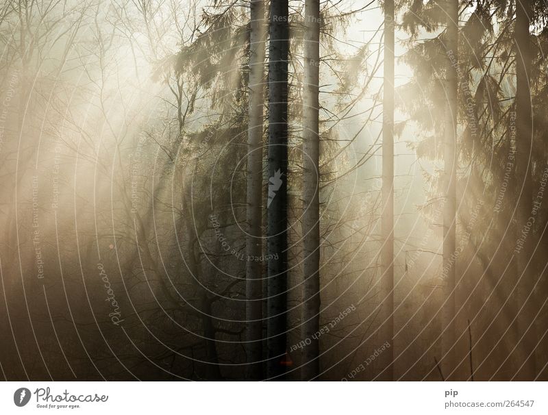 frühe Natur Pflanze Sonne Sonnenaufgang Sonnenuntergang Sonnenlicht Schönes Wetter Baum Tanne Fichte Baumstamm Nadelwald Wald frisch Umwelt ruhig Sonnenstrahlen