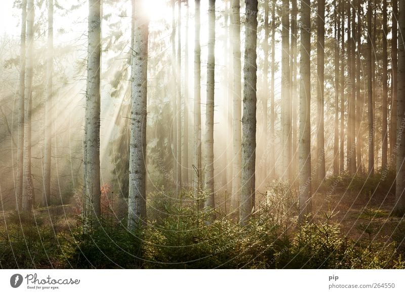 sonnenaufgang Natur Pflanze Sonne Sonnenaufgang Sonnenuntergang Sonnenlicht Schönes Wetter Baum Fichte Tanne Baumstamm Nadelwald Wald frisch Umwelt ruhig