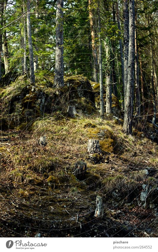 Gehölz Natur Baum Gras Moos Wald natürlich Baumstumpf Farbfoto Außenaufnahme Tag