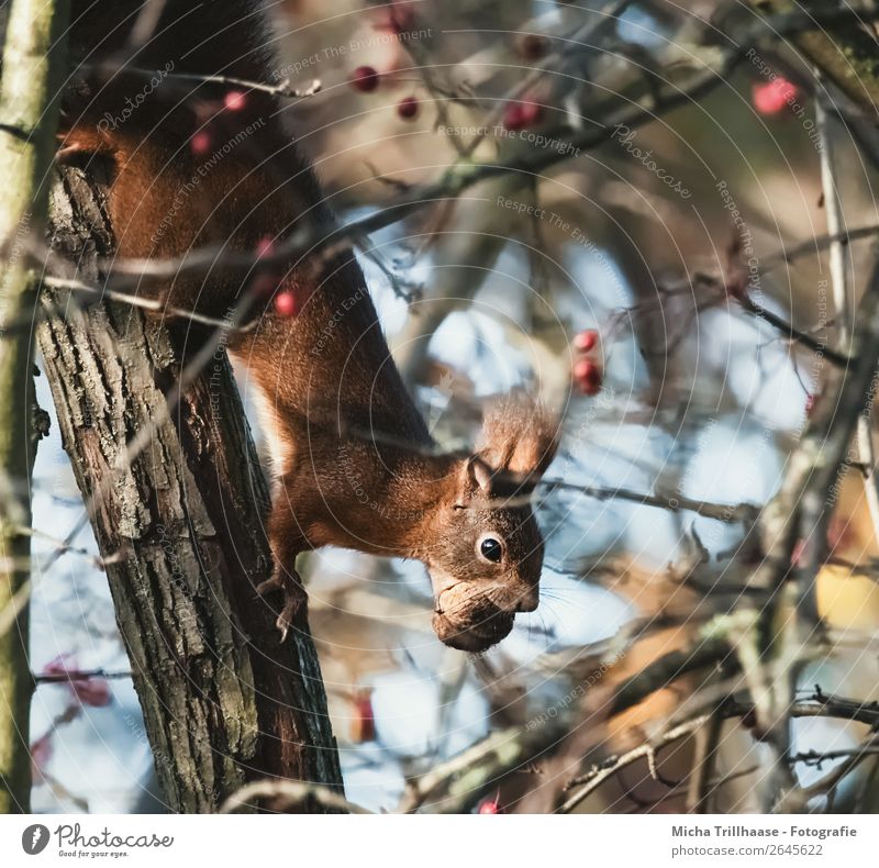 Eichhörnchen mit Nuss im Maul Frucht Walnuss Natur Tier Sonnenlicht Schönes Wetter Baum Sträucher Wildtier Tiergesicht Fell Krallen Pfote Nagetiere 1 Fressen