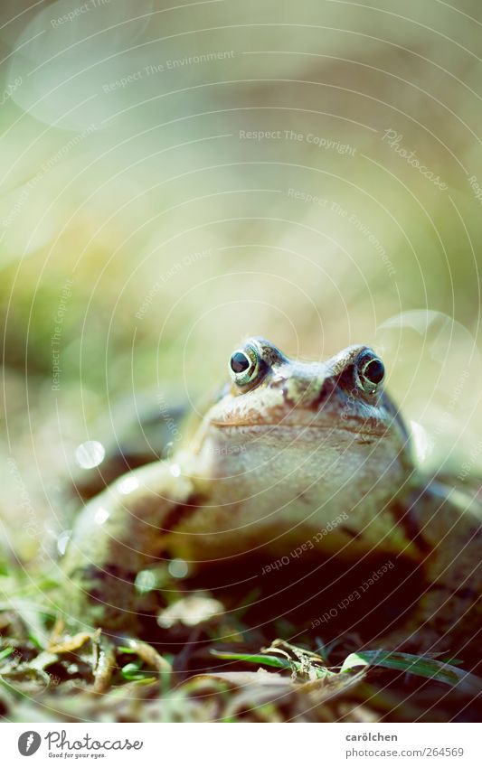 kiss me i'm a frog Tier Wildtier Frosch Kröte 1 braun grün Froschkönig Blick in die Kamera Freundlichkeit Neugier Farbfoto mehrfarbig Außenaufnahme