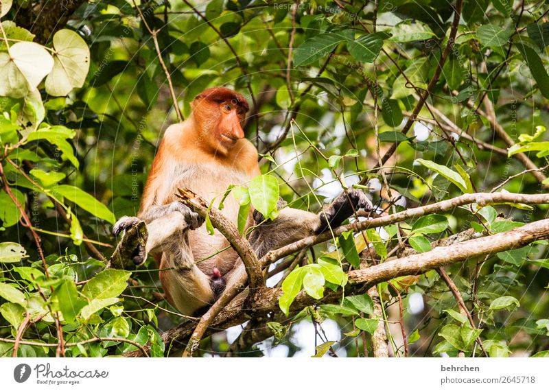 affengeil Ferien & Urlaub & Reisen Tourismus Ausflug Abenteuer Ferne Freiheit Natur Pflanze Baum Blatt Urwald Wildtier Tiergesicht Fell Affen nasenaffe Nase