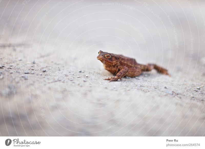 Kröte Tier Wildtier Frosch 1 frei reich braun grau Abenteuer einzigartig Umwelt Wegrand Natur Farbfoto Gedeckte Farben Außenaufnahme Menschenleer Abend