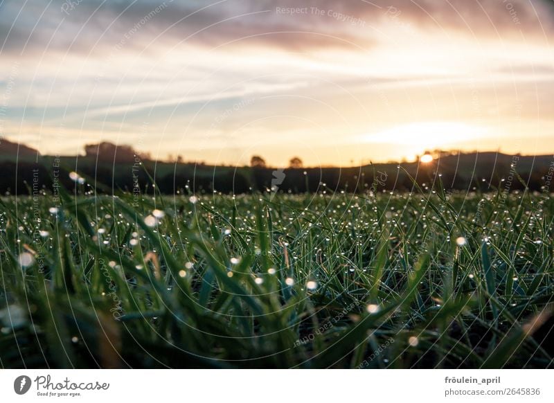 Glitzer ruhig Natur Landschaft Herbst Schönes Wetter Gras Wiese Feld frisch glänzend nass grün Zufriedenheit Vorfreude achtsam einzigartig erleben nachhaltig