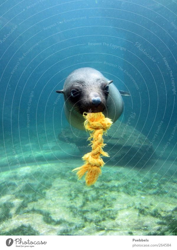 Lass uns spielen Umwelt Natur Tier Wasser Nordsee Ostsee Meer Fisch Tiergesicht Zoo Aquarium "Seehund Seehundbaby Seelöwe Seelöwenbaby" 1 außergewöhnlich