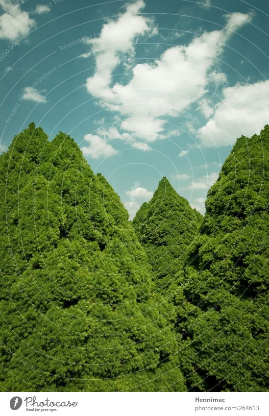 Im Rat der Bäume. Natur Himmel Wolken Sommer Klima Wetter Schönes Wetter Baum Sträucher Park Wachstum blau grün Frühlingsgefühle Symmetrie Spitze Baumkrone Ecke