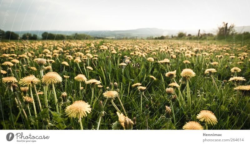 Aufstand der Löwenzähne. Umwelt Natur Landschaft Pflanze Himmel Horizont Frühling Klima Blume Blüte Wildpflanze Wiese gelb grün Frühlingsgefühle Kraft Duft