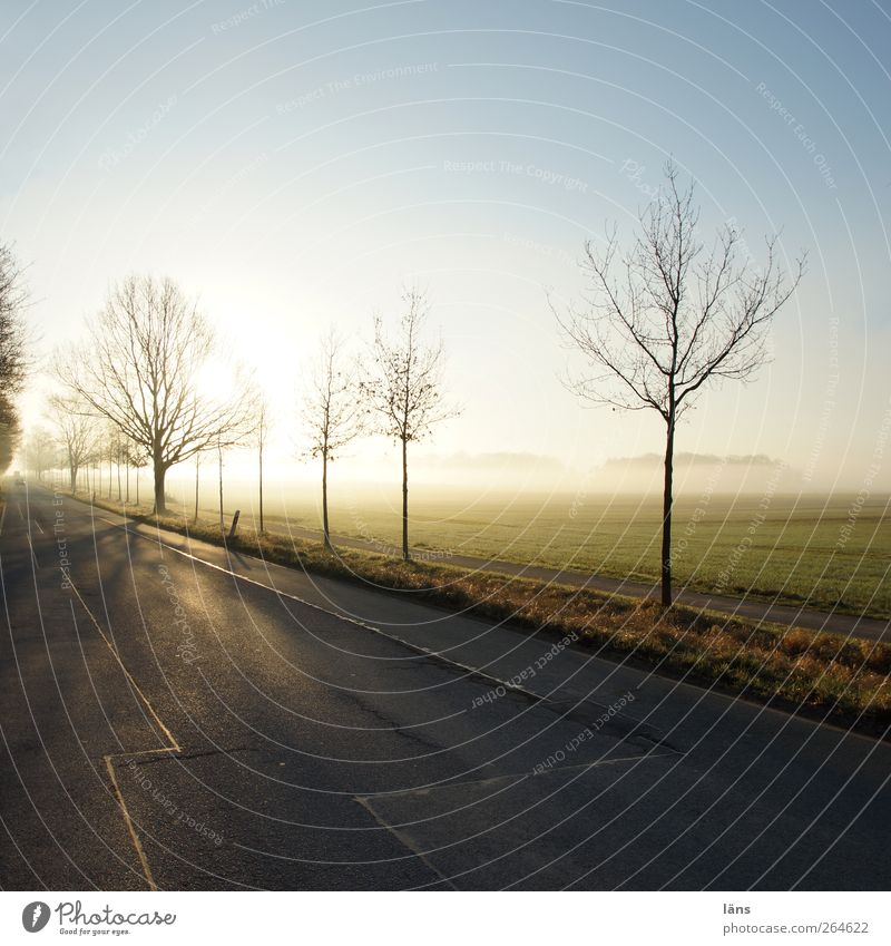 flucht . Umwelt Natur Landschaft Himmel Wolkenloser Himmel Frühling Schönes Wetter Baum Feld Beginn Horizont Ferien & Urlaub & Reisen Straße Straßenbelag