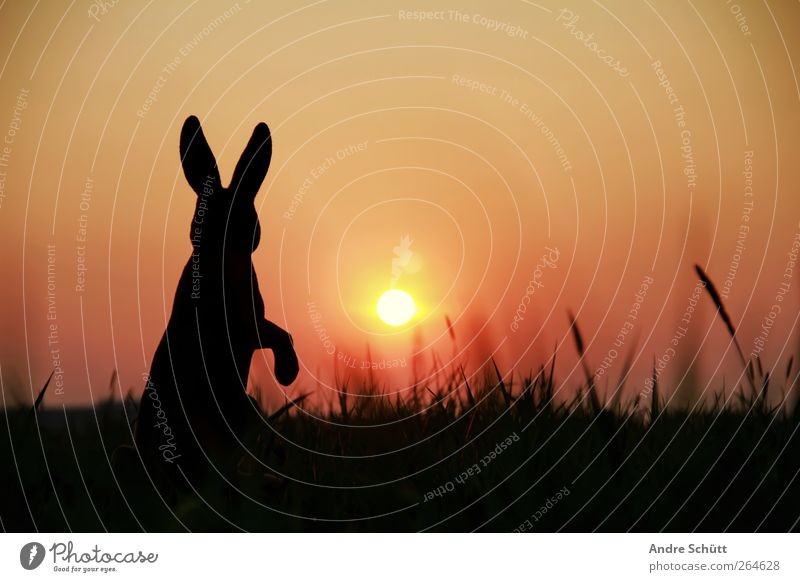 happy easter (no.2) Ostern Umwelt Natur Sonne Sonnenaufgang Sonnenuntergang Gras Sträucher Tier Hase & Kaninchen Osterhase 1 Fressen genießen hocken Blick