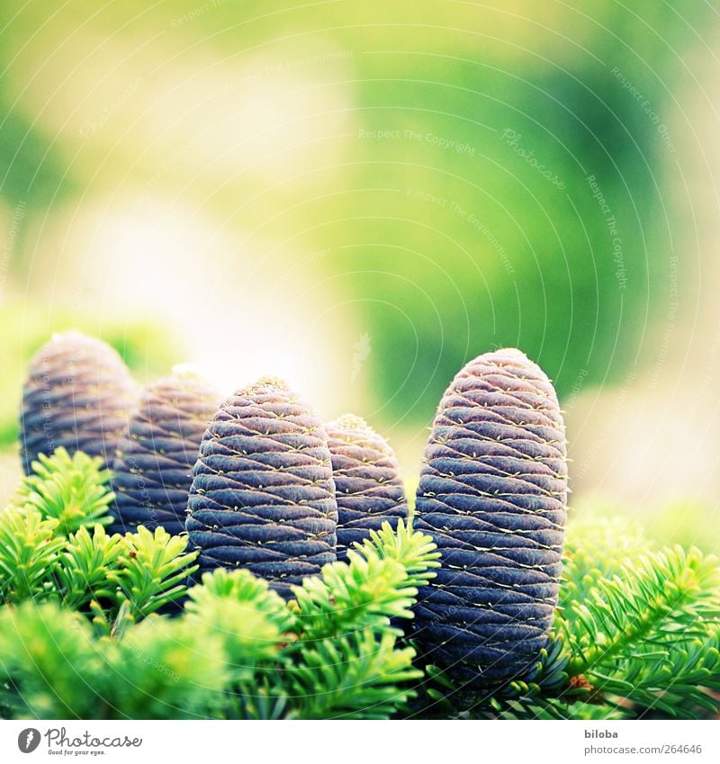 Frühlingserwachen Natur Tier Wildpflanze Tanne Zapfen Tannenzweig Tannennadel grün silber Frühlingsgefühle Vorfreude Leben Farbfoto Außenaufnahme Menschenleer