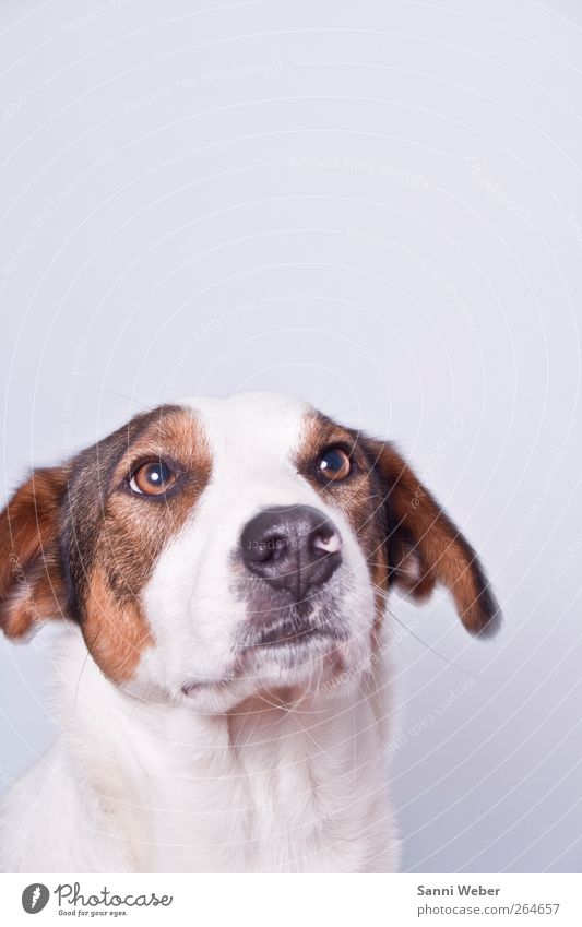 ängstlicher Rebell Lebensmittel Handwerk Haustier Hund Tiergesicht 1 gebrauchen Beratung füttern genießen Jagd Blick ästhetisch Coolness frei Freundlichkeit