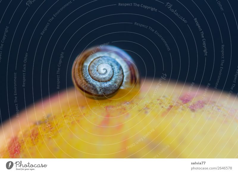 Mittagsschlaf Umwelt Natur Herbst Apfel Schnecke 1 Tier frisch Gesundheit oben Pause ruhig Schutz Zeit Spirale rund Kontrast Farbfoto Außenaufnahme