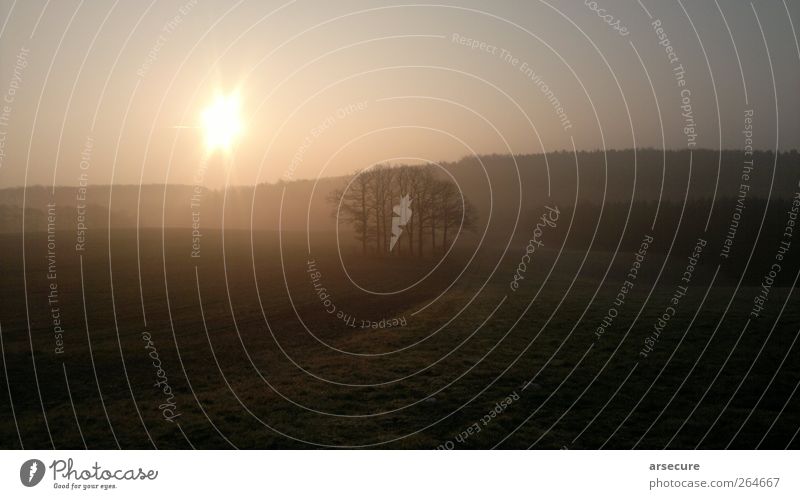 Am Morgen ist es noch still Landschaft Pflanze Sonnenlicht Frühling Schönes Wetter Baum Feld Hügel Erholung träumen schön Frühlingsgefühle Gelassenheit ruhig