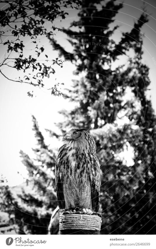 Königliche Eule in einer Ausstellung von Greifvögeln, Macht und Größe. schön Gesicht Natur Tier Vogel beobachten wild braun gelb grau rot schwarz weiß Weisheit