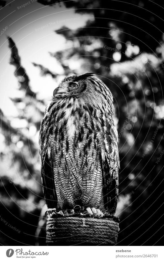 Königliche Eule in einer Ausstellung von Greifvögeln, Macht und Größe. schön Gesicht Natur Tier Vogel beobachten wild braun gelb grau rot schwarz weiß Weisheit