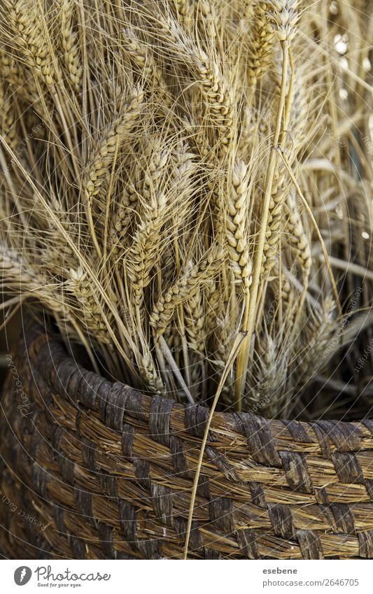 Weidenkorb mit trockenem Weizen Brot Sommer Ostern Umwelt Natur Landschaft Pflanze Holz Wachstum frisch natürlich gelb gold weiß Korb Hintergrund Ackerbau Korn