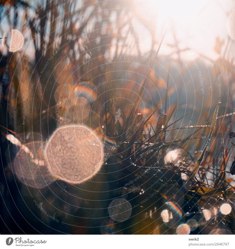 Glitzerkram Wassertropfen Wolkenloser Himmel Sonne Herbst Gras Sträucher glänzend leuchten frisch klein nah nass natürlich unten Idylle Lichtpunkt Halm