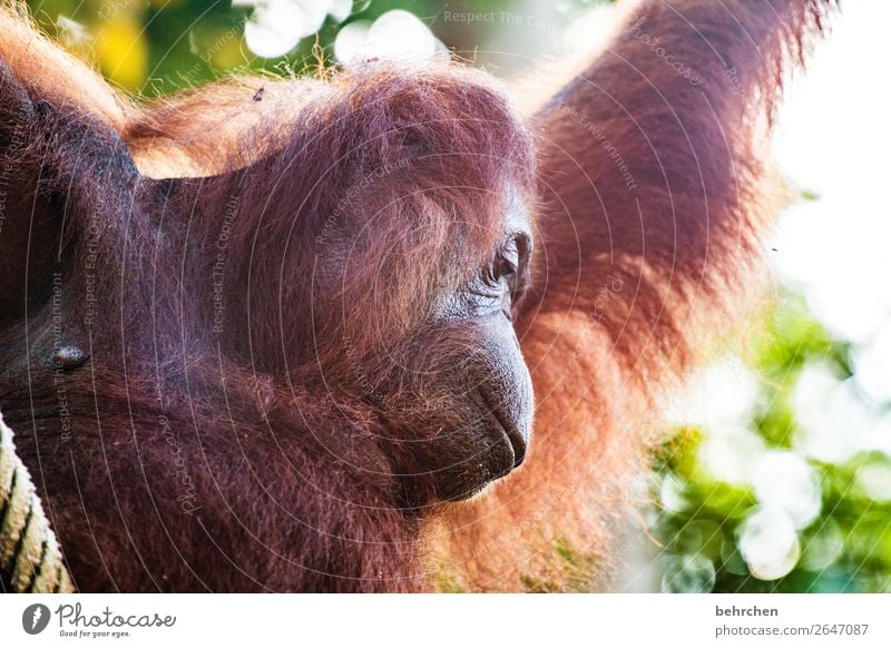 an was schönes denken Ferien & Urlaub & Reisen Tourismus Ausflug Abenteuer Ferne Freiheit Urwald Wildtier Tiergesicht Fell Affen Orang-Utan 1 außergewöhnlich