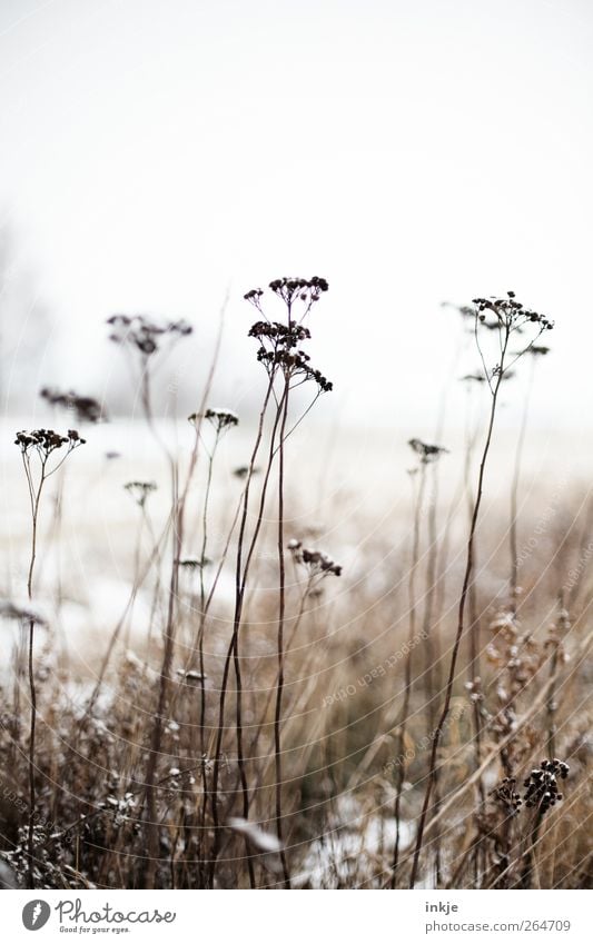 Achtung, sie kommen noch, die Eisheiligen! Natur Landschaft Pflanze Himmel Winter Klima Frost Schnee Blume Wildpflanze Gewöhnliche Schafgarbe Park Wiese Feld