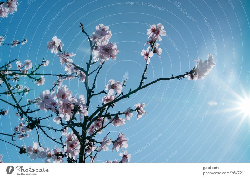 die Arme in die Sonne strecken Umwelt Natur Landschaft Pflanze Himmel Wolkenloser Himmel Sonnenlicht Frühling Wetter Schönes Wetter Baum exotisch Mandelblüte