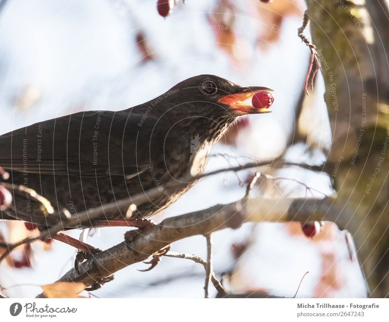 Amsel mit Beere im Schnabel Frucht Beeren Natur Tier Sonnenlicht Schönes Wetter Pflanze Baum Wildtier Vogel Tiergesicht Flügel Krallen Feder 1 Fressen genießen