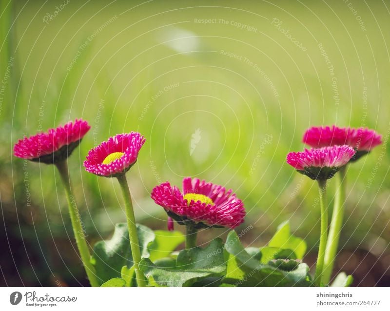 we are family Natur Pflanze Frühling Gänseblümchen Blühend stehen Wachstum gelb grün rosa Lebensfreude Frühlingsgefühle mehrere Zusammenhalt 5 Garten Farbfoto