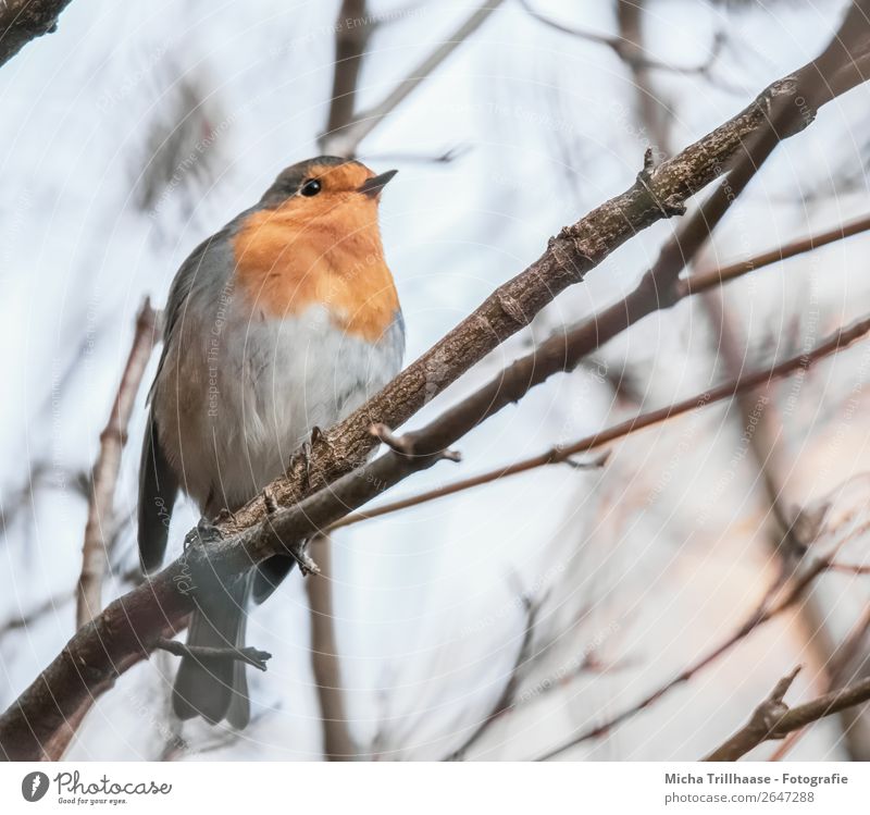 Rotkehlchen im Baum Natur Tier Himmel Sonnenlicht Schönes Wetter Wildtier Vogel Tiergesicht Flügel Krallen Feder Schnabel Auge 1 beobachten glänzend leuchten