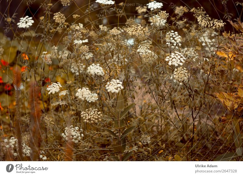 Garten Impressionen - Wilde Möhre (Daucus carota subsp. carota) Blüte Blüten Blume Pflanze Sommer Blühend weiß Natur natürlich Außenaufnahme blühen Menschenleer