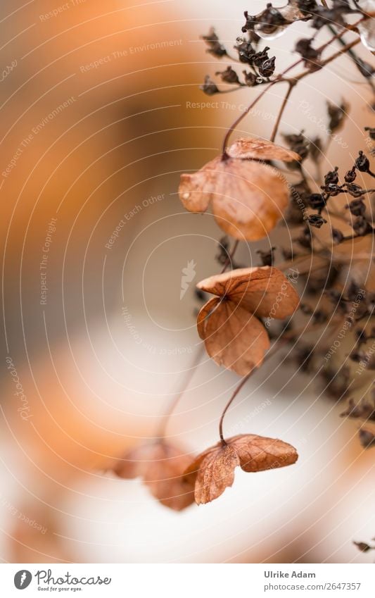 Verblühte Hortensien Wellness Spa Tapete Buchcover Postkarte Trauerkarte Trauerfeier Beerdigung Natur Pflanze Herbst Winter Blume Blüte Hortensienblüte Garten