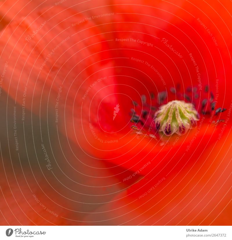 Mohn ( Papaver ) - Blumen und Natur elegant Design Wellness Leben harmonisch Wohlgefühl Zufriedenheit Erholung ruhig Meditation Kur Spa Dekoration & Verzierung