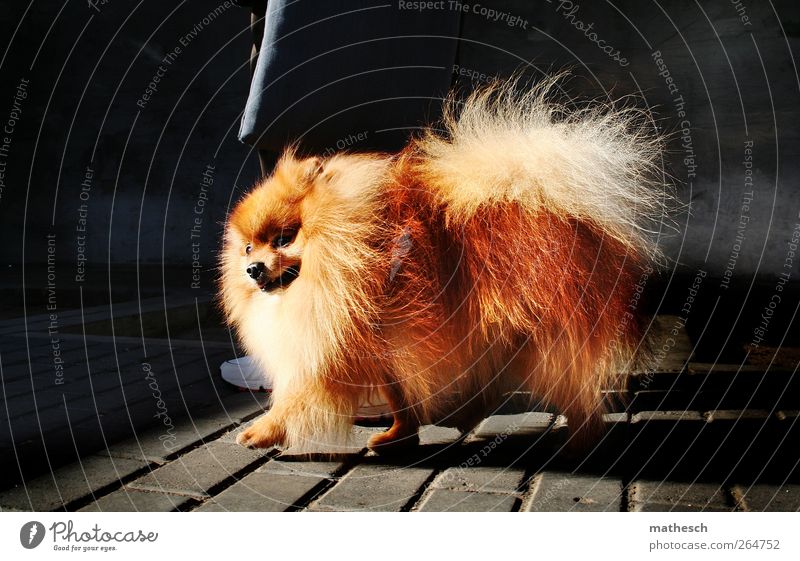 dog street fotographer Turnschuh Tier Haustier Hund Tiergesicht 1 Lächeln laufen ästhetisch außergewöhnlich elegant Fröhlichkeit klein niedlich weich braun grau