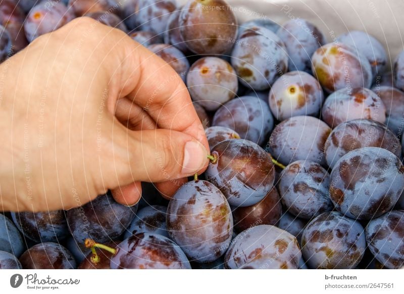 Zwetschgenernte Lebensmittel Frucht Bioprodukte Vegetarische Ernährung Gartenarbeit Landwirtschaft Forstwirtschaft Hand Finger Herbst Arbeit & Erwerbstätigkeit