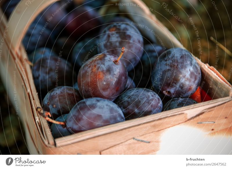 Zwetschgen Frucht Picknick Bioprodukte Vegetarische Ernährung Gesunde Ernährung Landwirtschaft Forstwirtschaft Kasten Arbeit & Erwerbstätigkeit wählen Pflaume