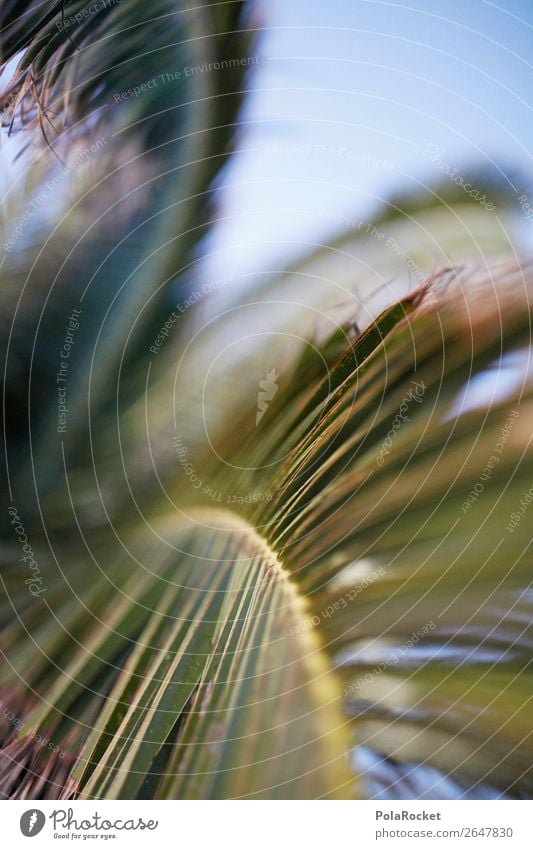 #AS# UrlaubsGrün Umwelt Natur ästhetisch Sommer Sommerurlaub Palme grün Palmenwedel Fuerteventura sommerlich Farbfoto Gedeckte Farben Außenaufnahme