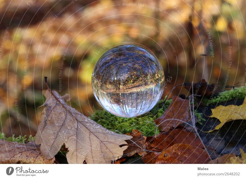 Herbst Wald Landschaft Natur Kugel Hintergrundbild schön Umgebung Glas Glaskugel Blatt Außenaufnahme Baum Herbstlaub Kristalle Tag Hand Pflanze Zweig Sträucher