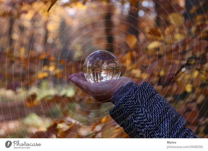 Herbst Wald Landschaft Natur Kugel Hintergrundbild schön Umgebung Glas Glaskugel Blatt Außenaufnahme Baum Herbstlaub Kristalle Tag Hand Pflanze Zweig Sträucher