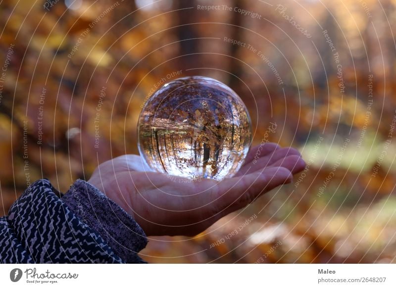 Herbst Wald Landschaft Natur Kugel Hintergrundbild schön Umgebung Glas Glaskugel Blatt Außenaufnahme Baum Herbstlaub Kristalle Tag Hand Pflanze Zweig Sträucher