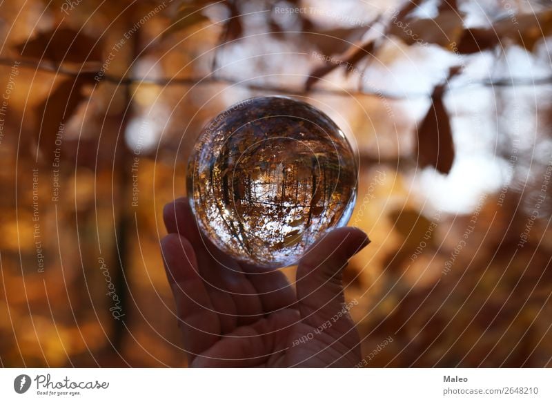 Herbst Wald Landschaft Natur Kugel Hintergrundbild schön Umgebung Glas Glaskugel Blatt Außenaufnahme Baum Herbstlaub Kristalle Tag Hand Pflanze Zweig Sträucher