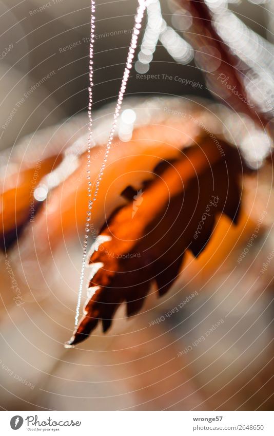 Sägeblatt Natur Pflanze Herbst Schönes Wetter Eis Frost Blatt nah natürlich braun weiß Nahaufnahme Makroaufnahme Hochformat Spinngewebe Wassertropfen Gegenlicht