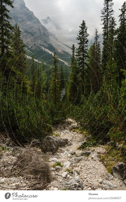 zur Pragser Hochalm Italien Südtirol Alpen Berge u. Gebirge Felsen Stein Gipfel Landschaft Dolomiten wandern Bergsteigen Klettern Natur unberührt Alm Wiese hoch