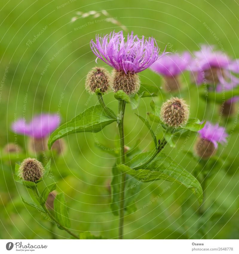 Distel Umwelt Natur Pflanze Sommer Blume Blatt Blüte Grünpflanze Wildpflanze Garten Park Wiese grün violett rosa Komplementärfarbe Farbfoto mehrfarbig