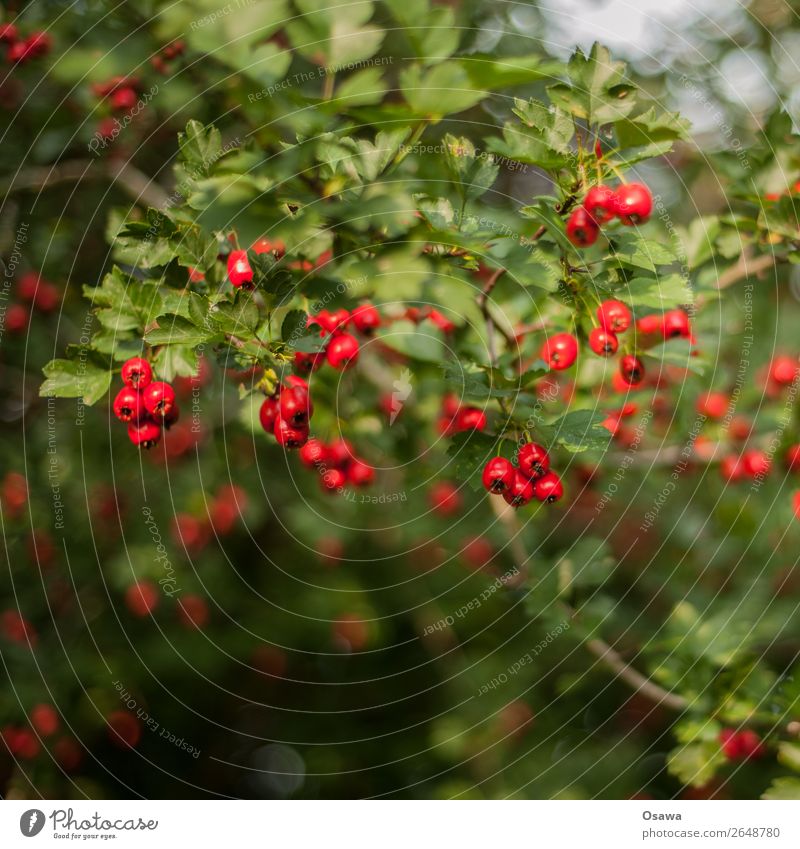 Rote Beeren Natur Pflanze Sommer Sträucher Garten Park Wald grün rot Beerensträucher Blatt Frucht Vogelbeeren Kontrast Komplementärfarbe Farbfoto Außenaufnahme