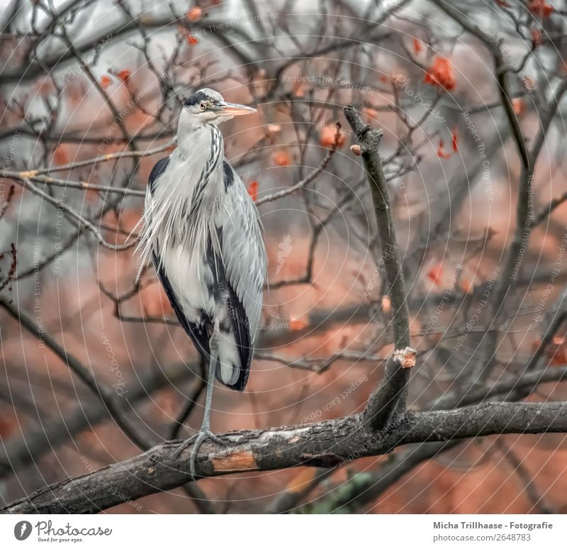 Fischreiher im herbstlichen Baum Natur Tier Sonnenlicht Herbst schlechtes Wetter Wildtier Vogel Tiergesicht Flügel Krallen Reiher Graureiher Schnabel Feder 1